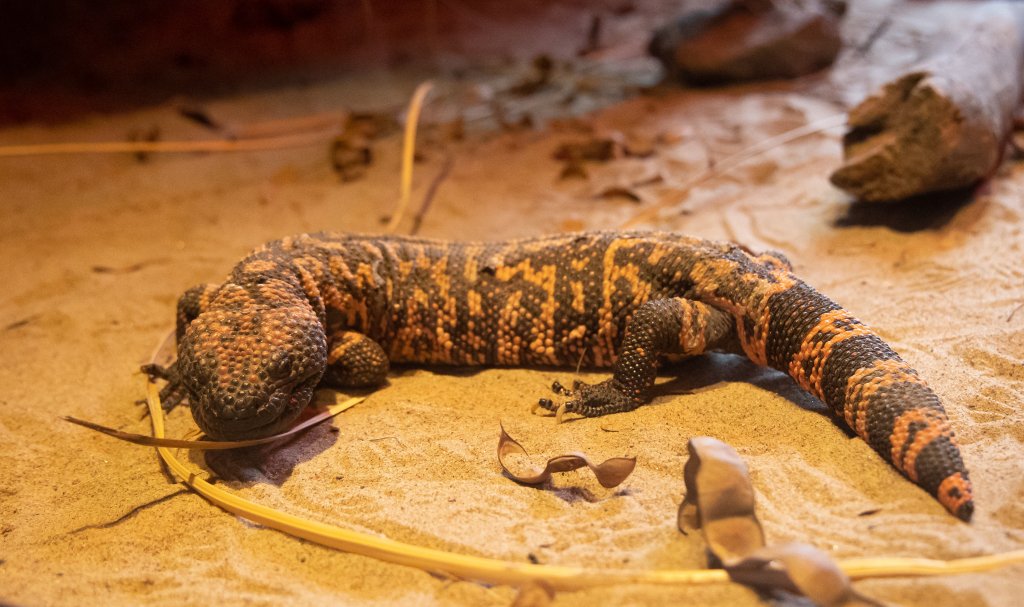 Como um lagarto que come 3 vezes por ano ajudou a criar o Ozempic