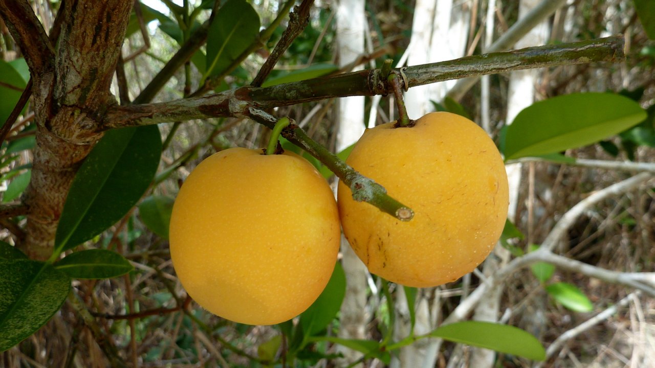Garcinia_gardneriana_bacupari