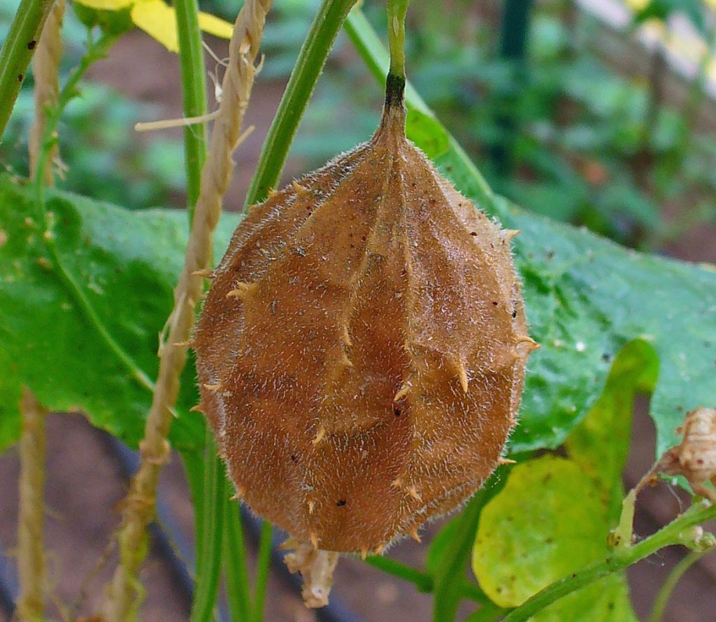 Chá de buchinha-do-norte: conheça os riscos da bebida