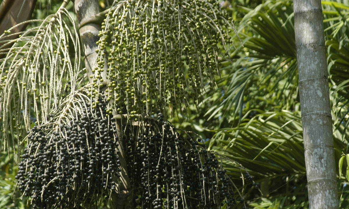 acai-branco-alimento-beneficios