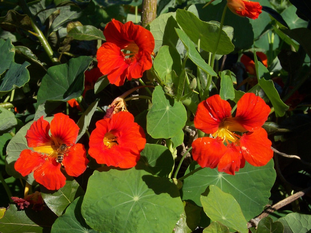 Flor medicinal e comestível, capuchinha é rica em antioxidantes