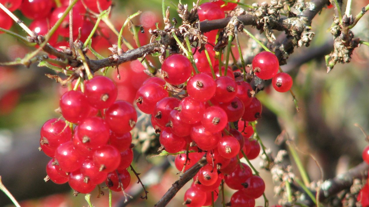 groselha-fruta-antioxidantes-beneficios