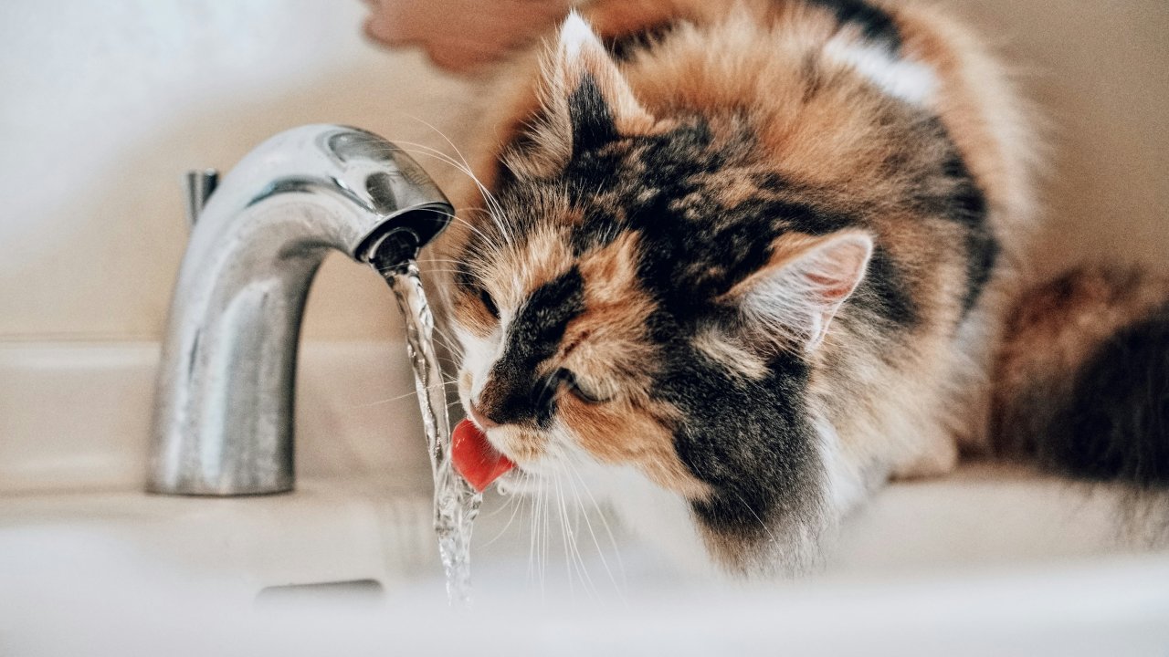 insuficiencia-renal-gatos