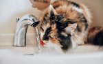 insuficiencia-renal-gatos
