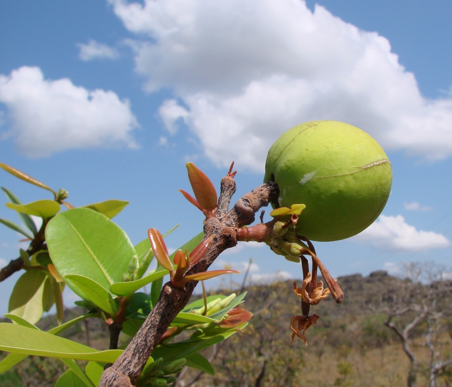 Popular no Nordeste, mangaba é rica em antioxidantes e boa para a imunidade