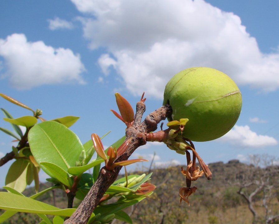 mangaba-fruta-beneficios
