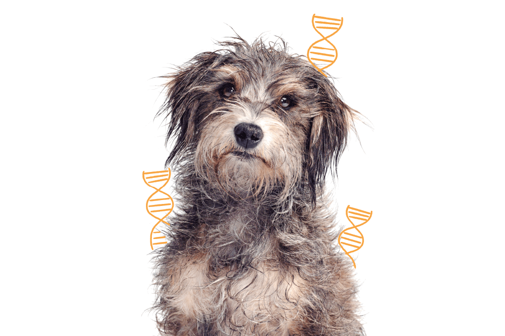 Análise genética revela a origem dos vira-latas