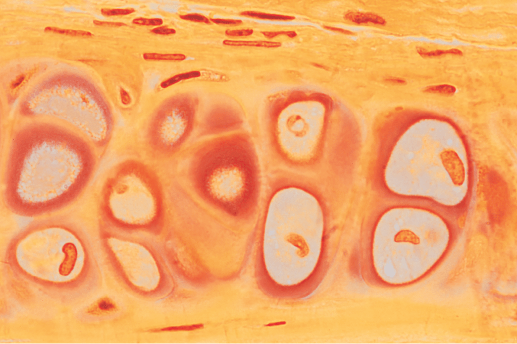 Zoom: um sopro de vida