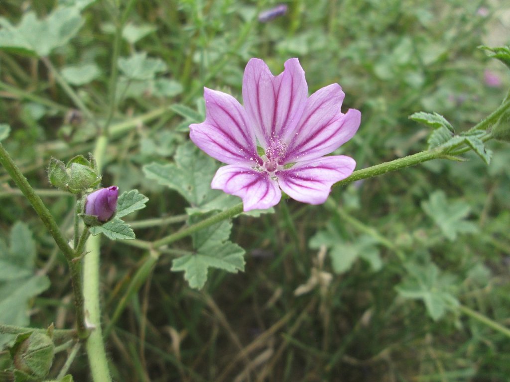 Chá de malva: para que serve esta planta medicinal?