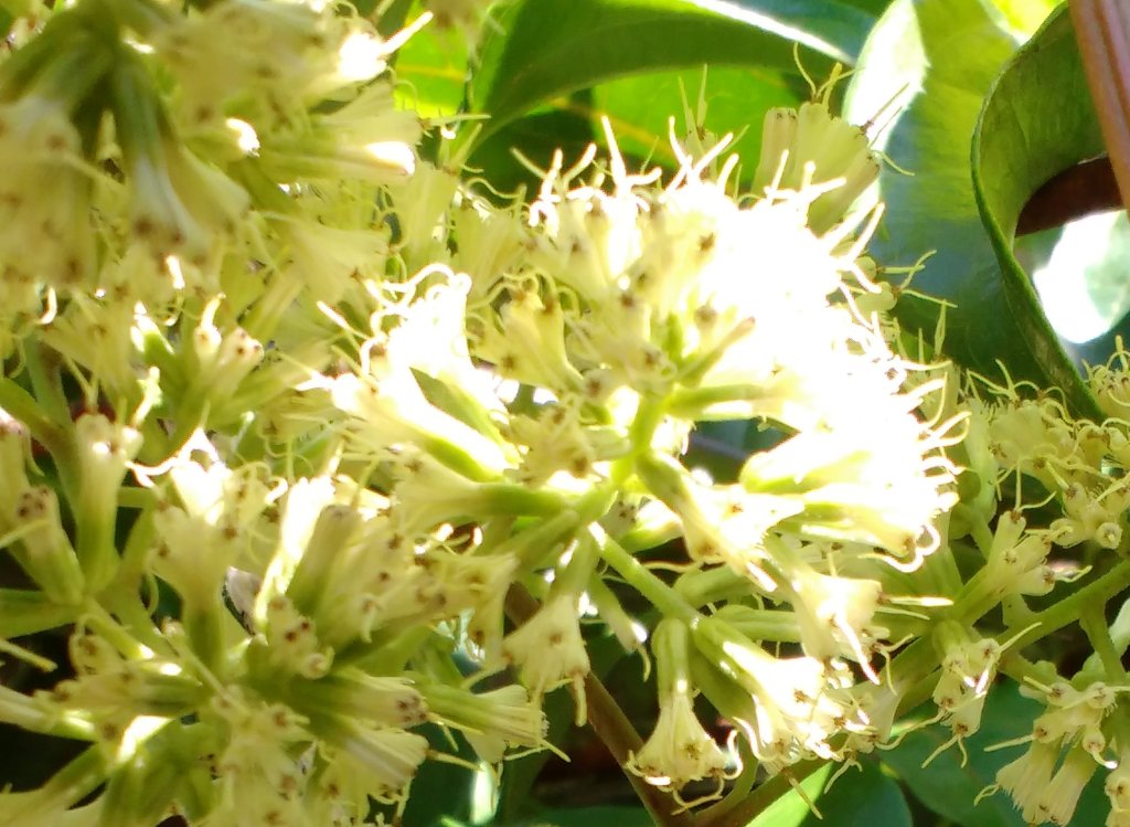 Chá de guaco: conheça os benefícios dessa planta brasileira