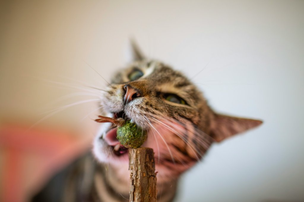 Catnip muda o comportamento dos gatos? Ele pode causar convulsões?