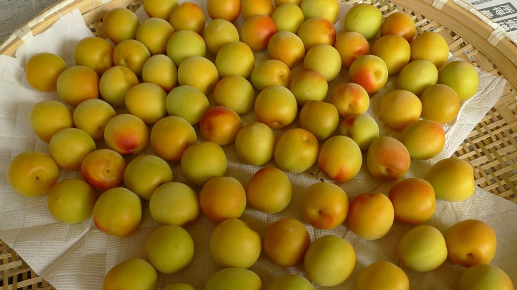 Umê: ameixa oriental é cheia de benefícios, mas não deve ser comida crua