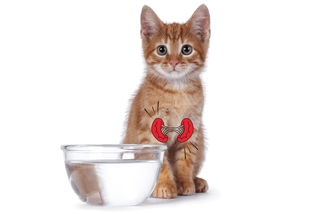 Medicamento freia perda de peso em gatos com insuficiência renal