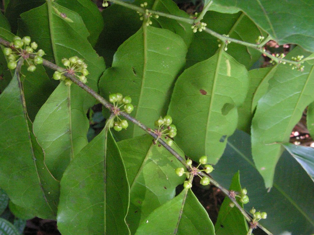 Chá de bugre: como é feito e quais os benefícios para a saúde