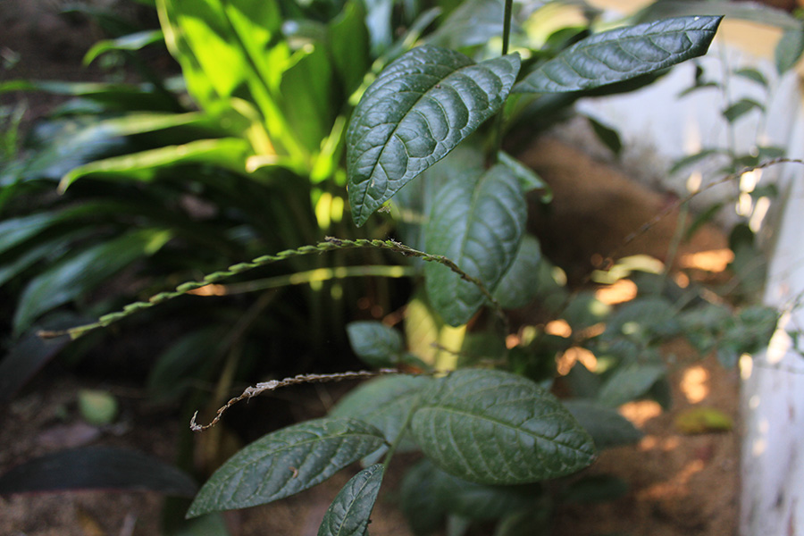 Chá de guiné: para que serve e quais os riscos ao consumir