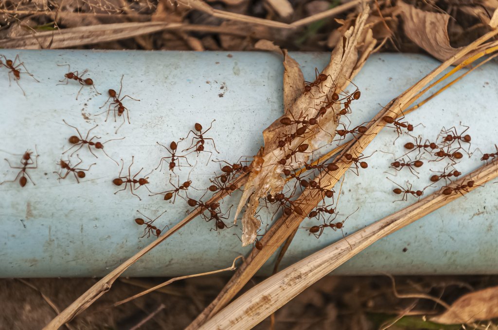 Alergia à picada de formiga: 4 cuidados e primeiros socorros