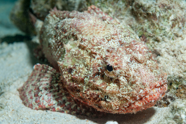 Bagres e mais: conheça 4 peixes brasileiros que têm veneno