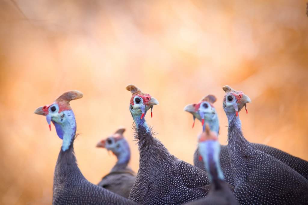 Gripe aviária em galinhas d’angola no Rio de Janeiro: qual o risco para nós?