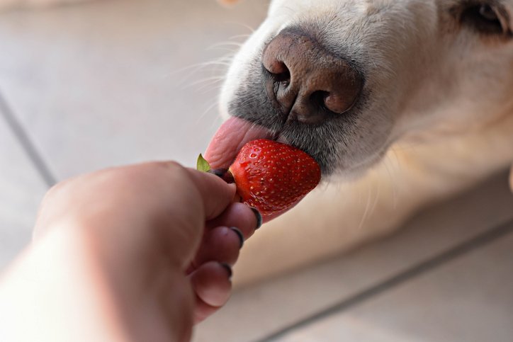Morango do amor para pets: aprenda uma receita adaptada para cachorros