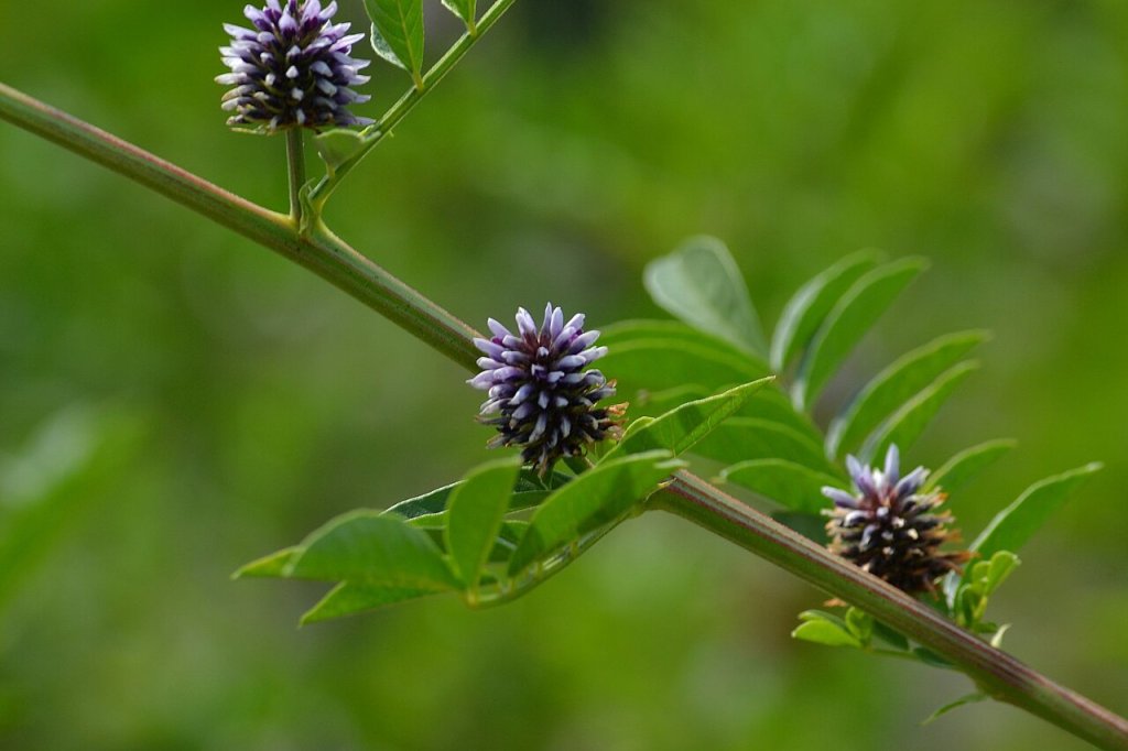 Chá de alcaçuz: conheça os benefícios e os cuidados na hora de usar