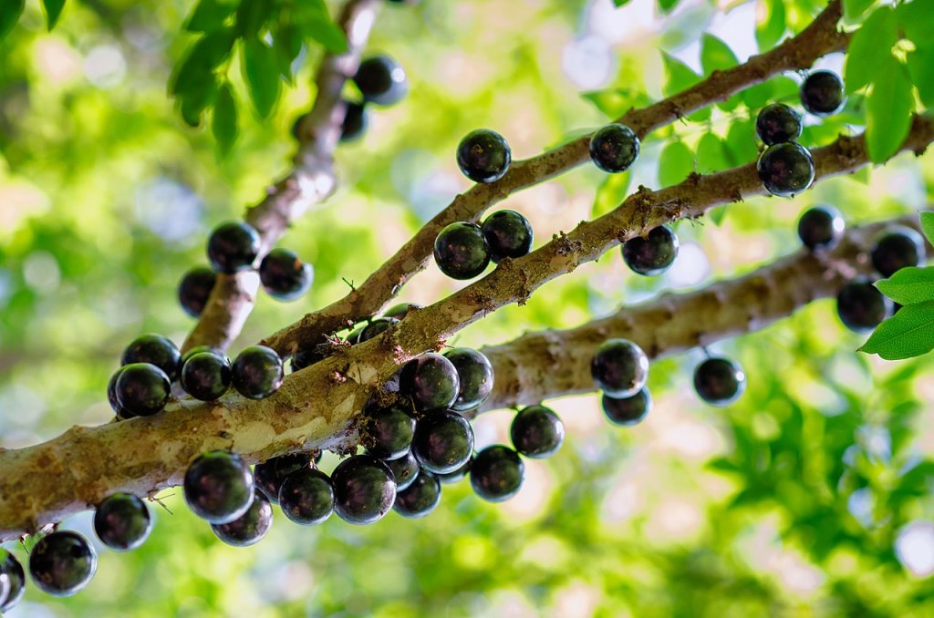 Chá de casca de jabuticaba traz benefícios de parte desprezada da fruta