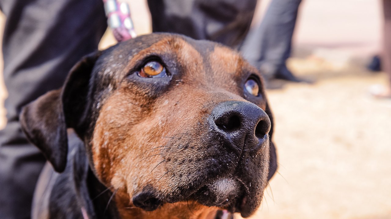 saude-animais-pets-cachorro-idoso-adocao-usp