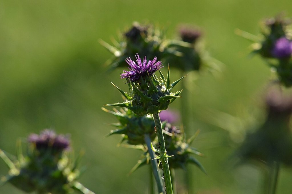 Silimarina: o que é e para que serve?