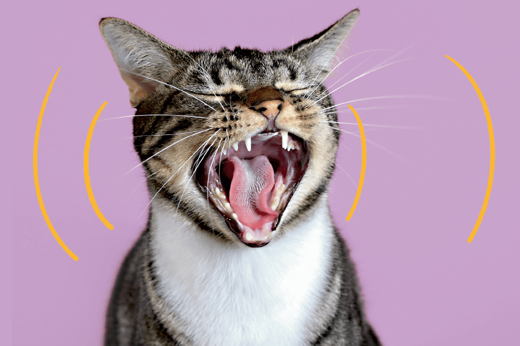 Por que alguns gatos miam tanto? A ciência encontrou uma pista