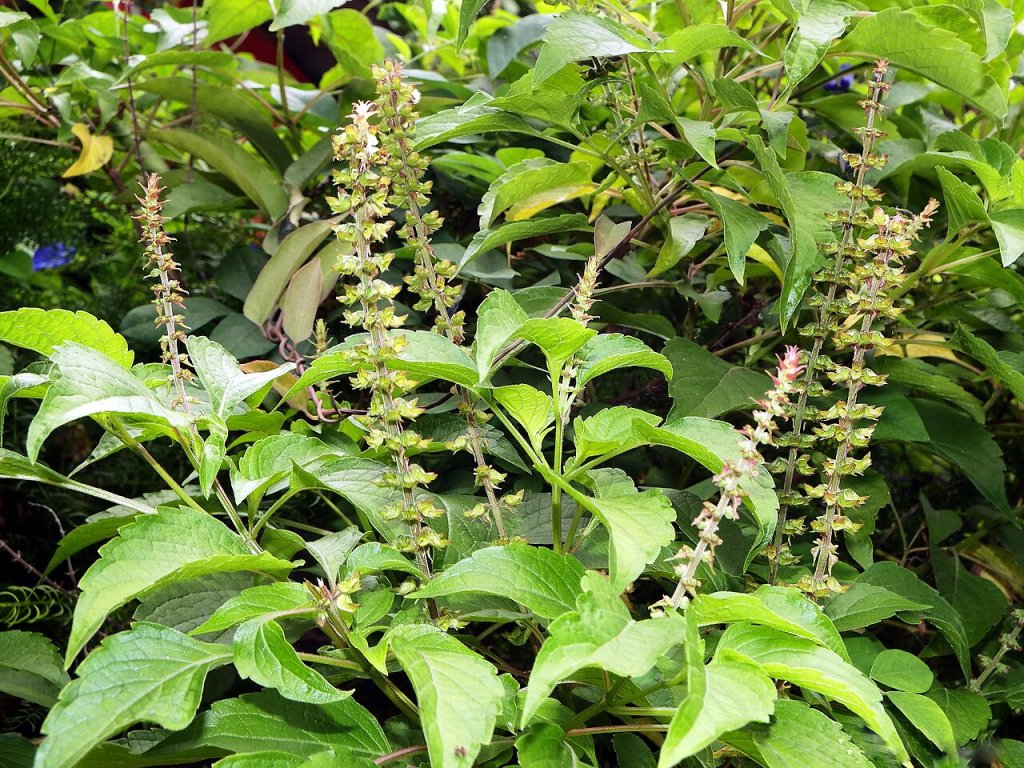Rica em antioxidantes, alfavaca é boa aliada em receitas