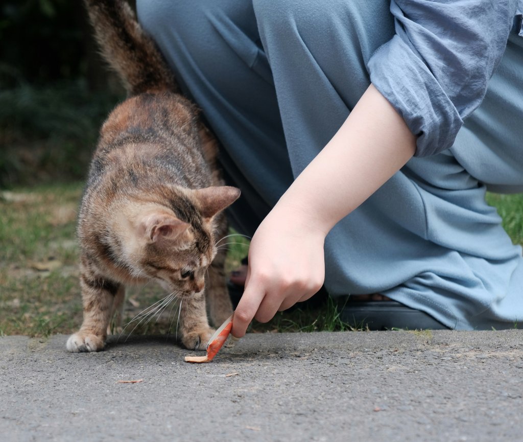 Sachê para gatos: como saber qual é a melhor opção?