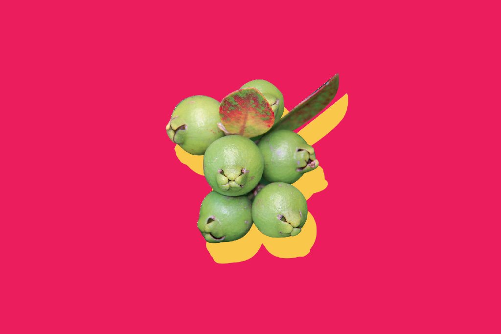 alimentacao-frutos-cerrado-araca-do-campo