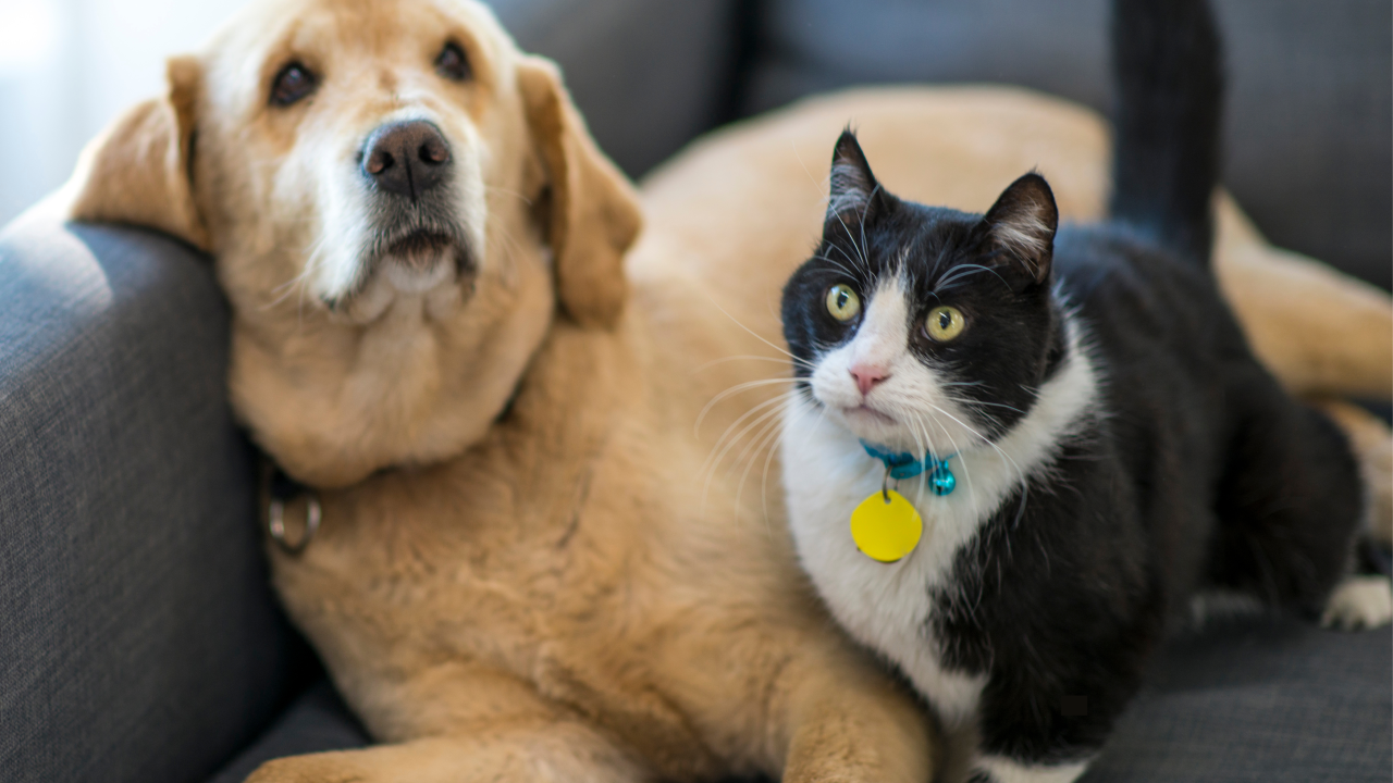 Manter a proteção em dia são cuidados essenciais para toda da família, de quatro patas ou não