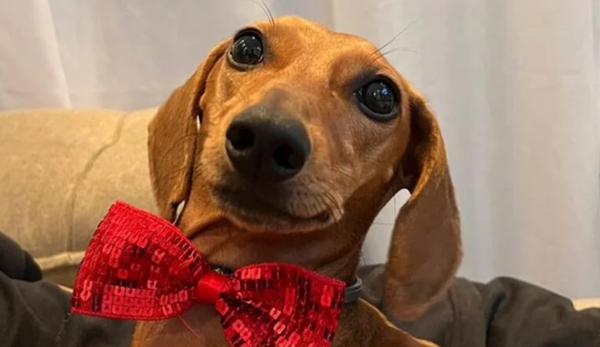 Morte da cachorrinha Dirce chama atenção para riscos do câncer em pets