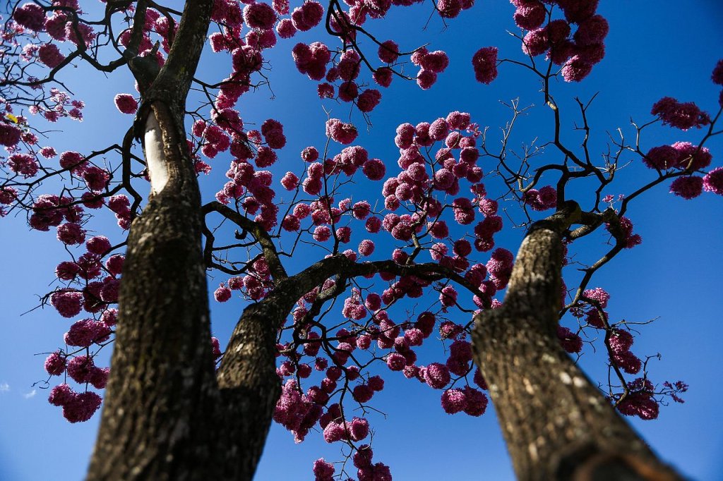 Chá de ipê-roxo: quais os benefícios e cuidados ao consumir
