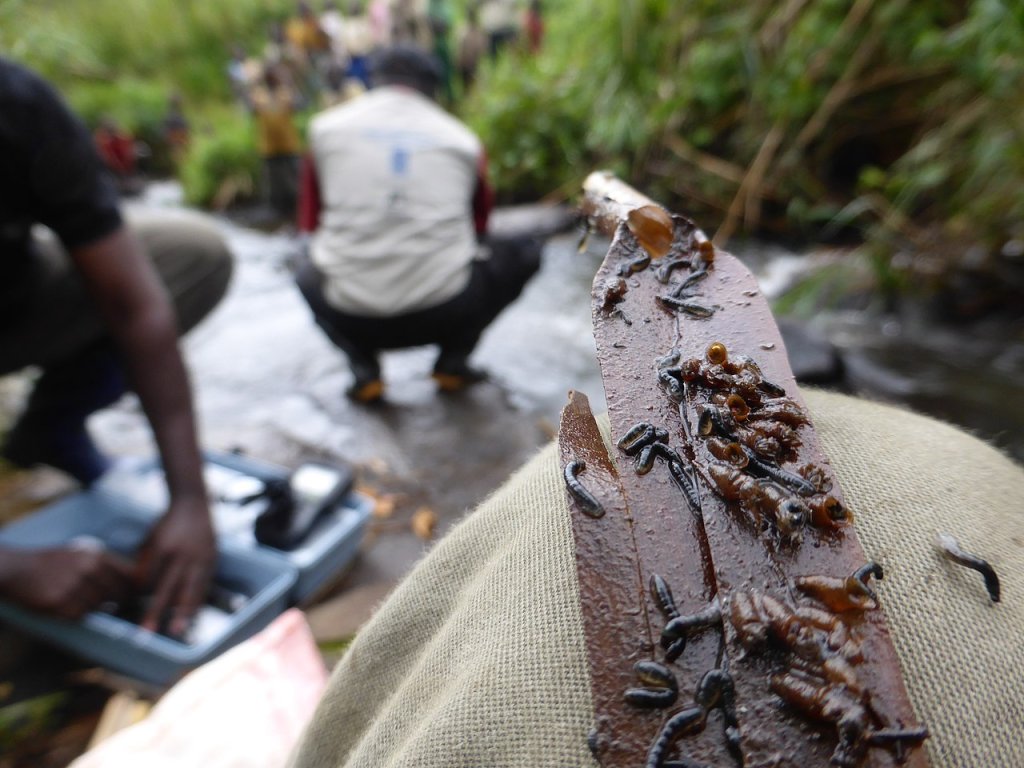 Oncocercose: doença causada por parasita amazônico pode levar à cegueira