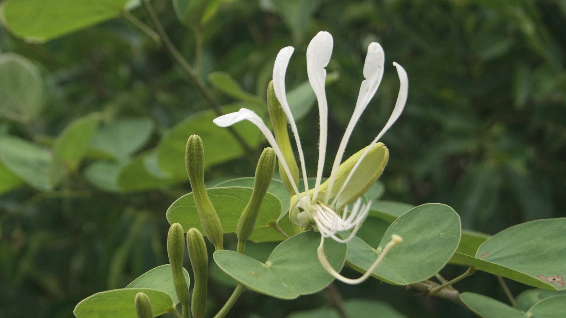 Aprenda a cultivar plantas medicinais com novos e-books gratuitos da USP