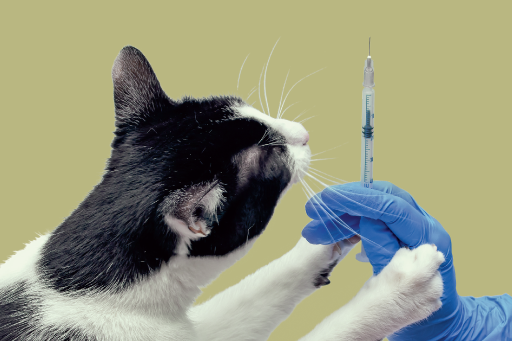 vacina-gato
