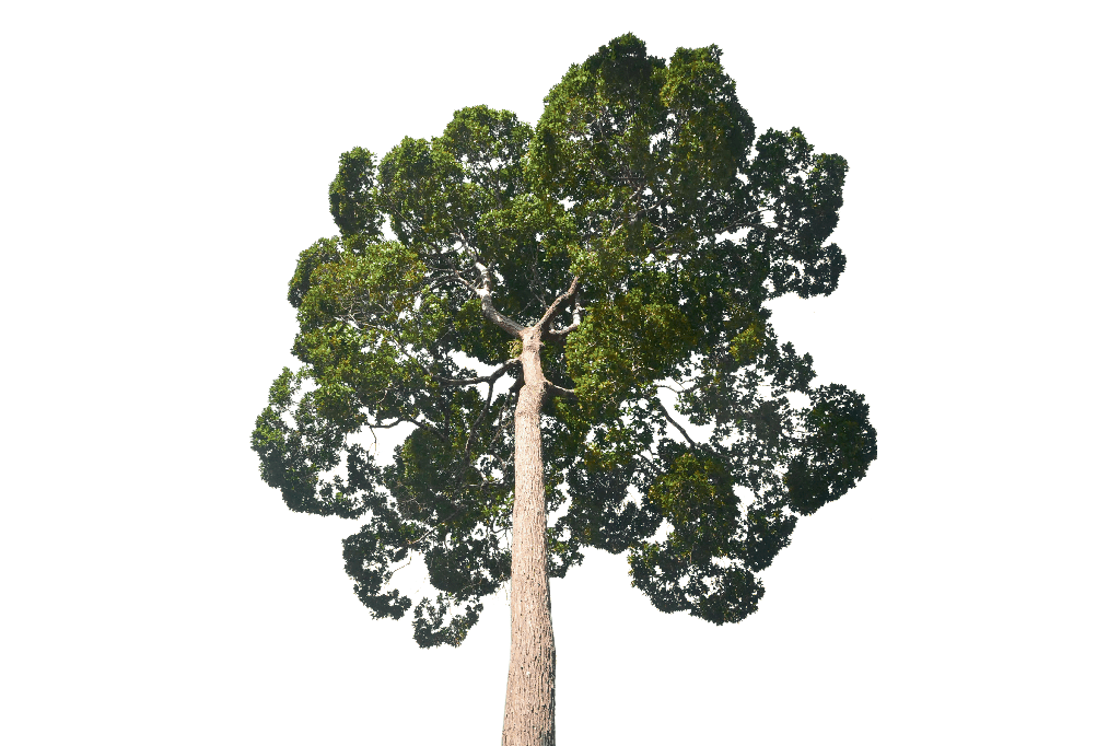 copa-arvore-pesquisa