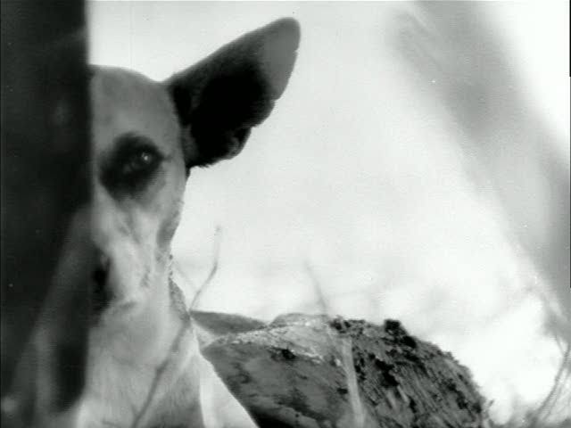 Luto por pets: 6 orientações para lidar com a perda de animais de estimação
