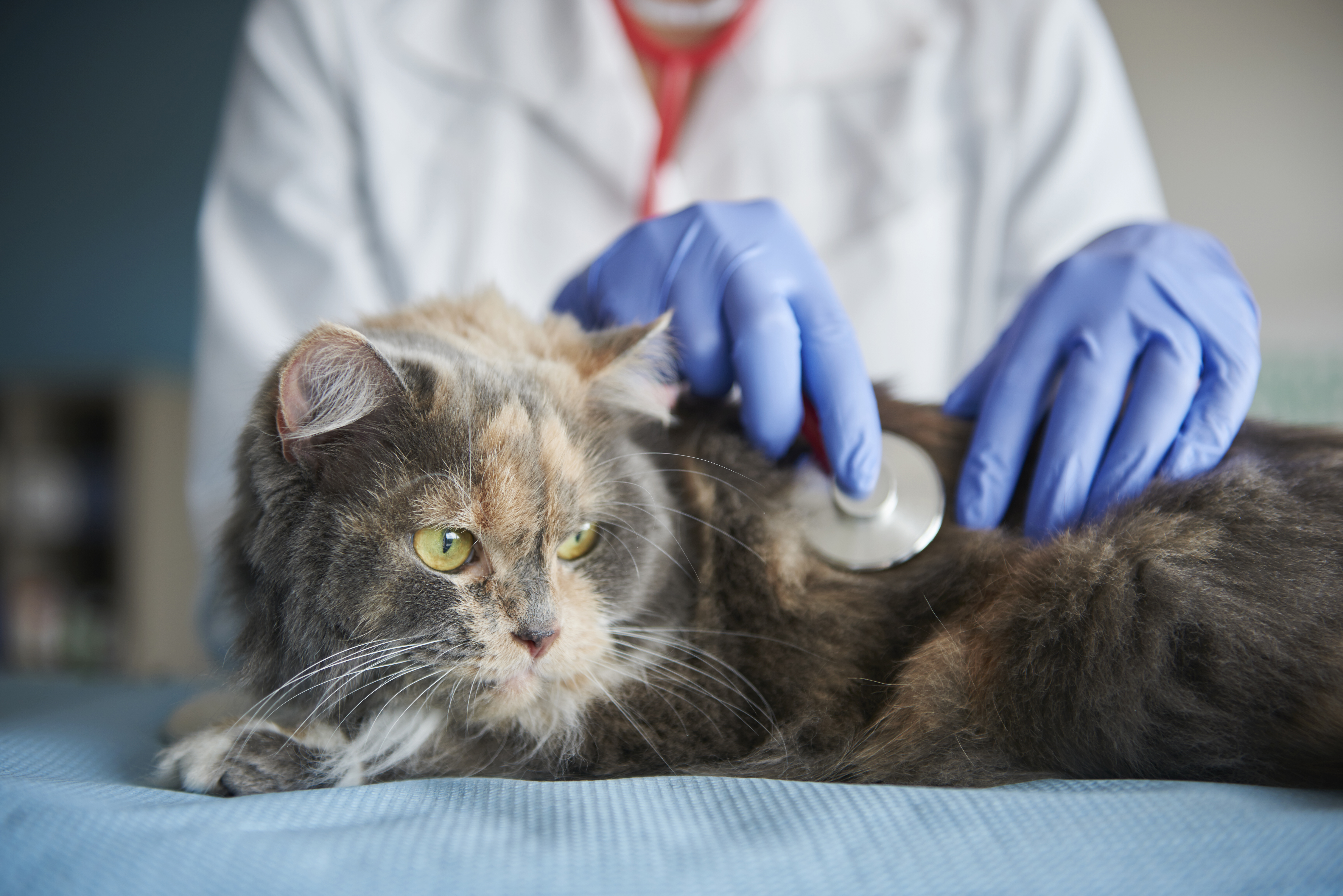 Calicivirose felina (FCV): entenda doença que causa quadros respiratórios em gatos