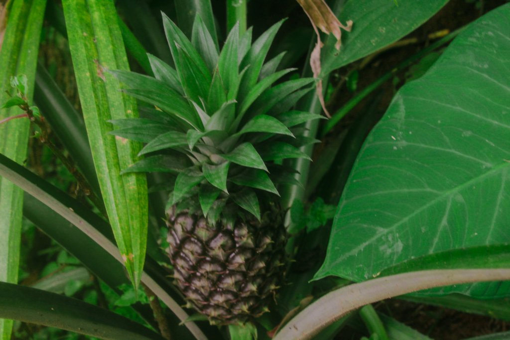 Chá de folha de abacaxi: aprenda a fazer e descubra se há benefícios para a saúde