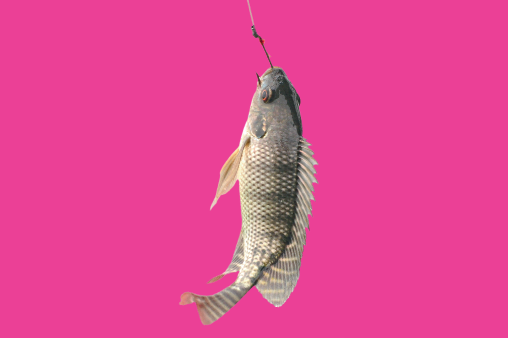 Relatório revela problemas na produção de peixes no Brasil