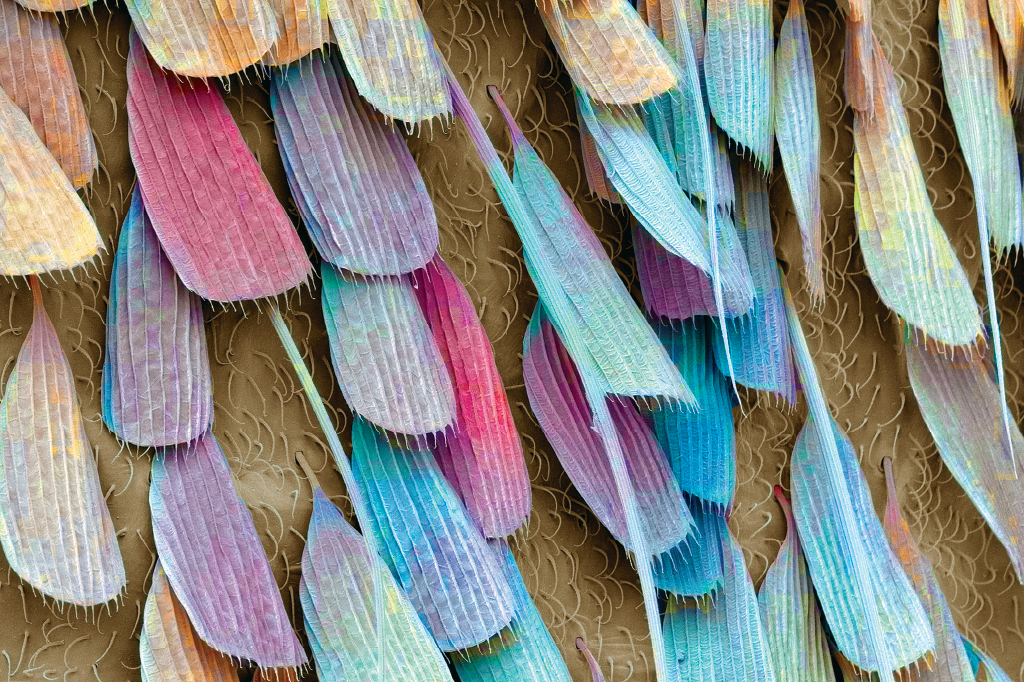 Zoom: vida de inseto