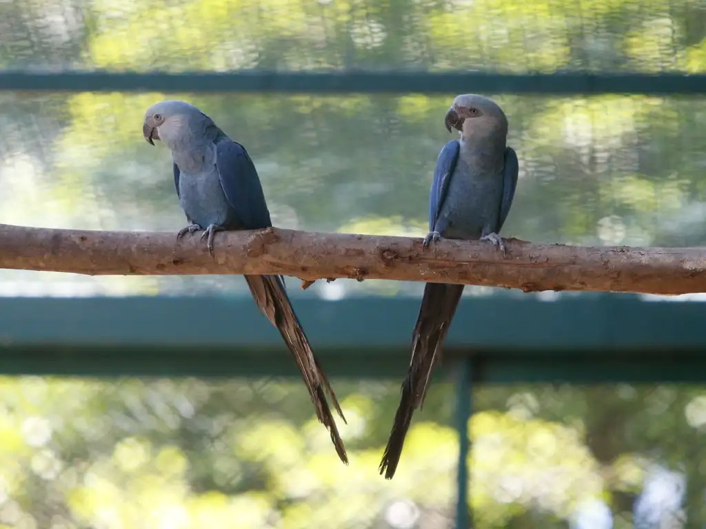 O vírus que assombra uma das aves mais ameaçadas do mundo