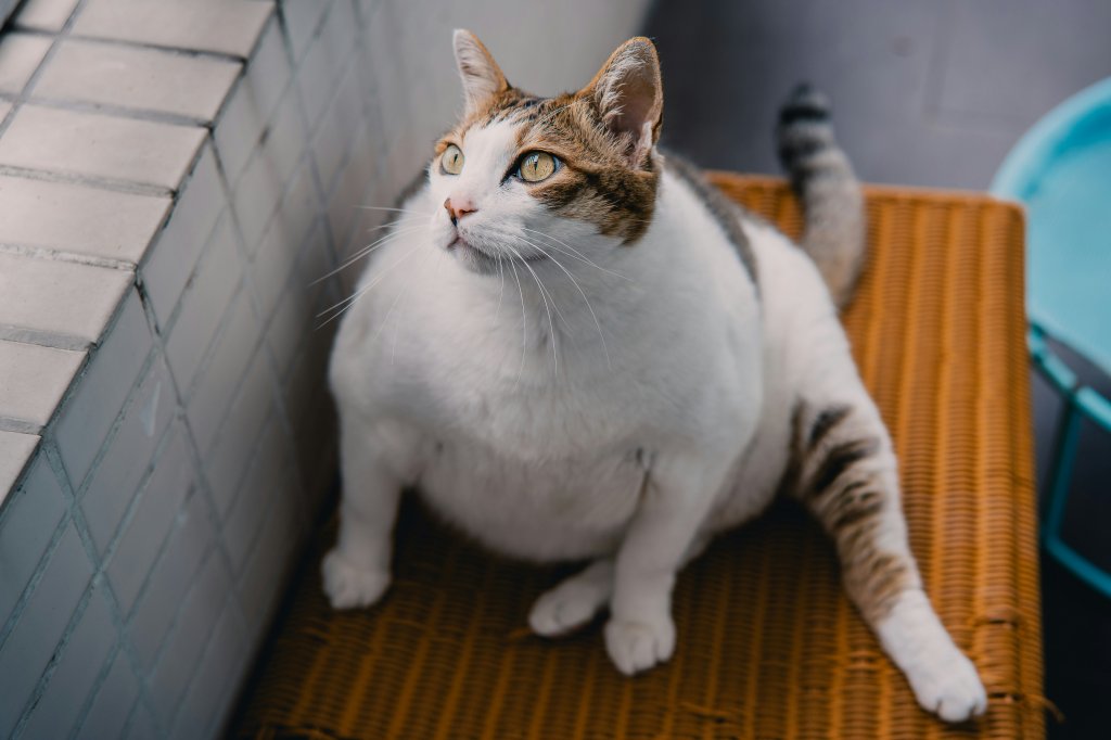 Lipidose hepática felina: entenda essa doença e o que fazer para tratá-la