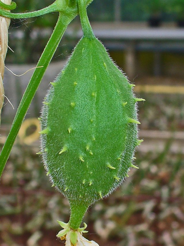 cropped-Luffa_operculata_03.jpeg