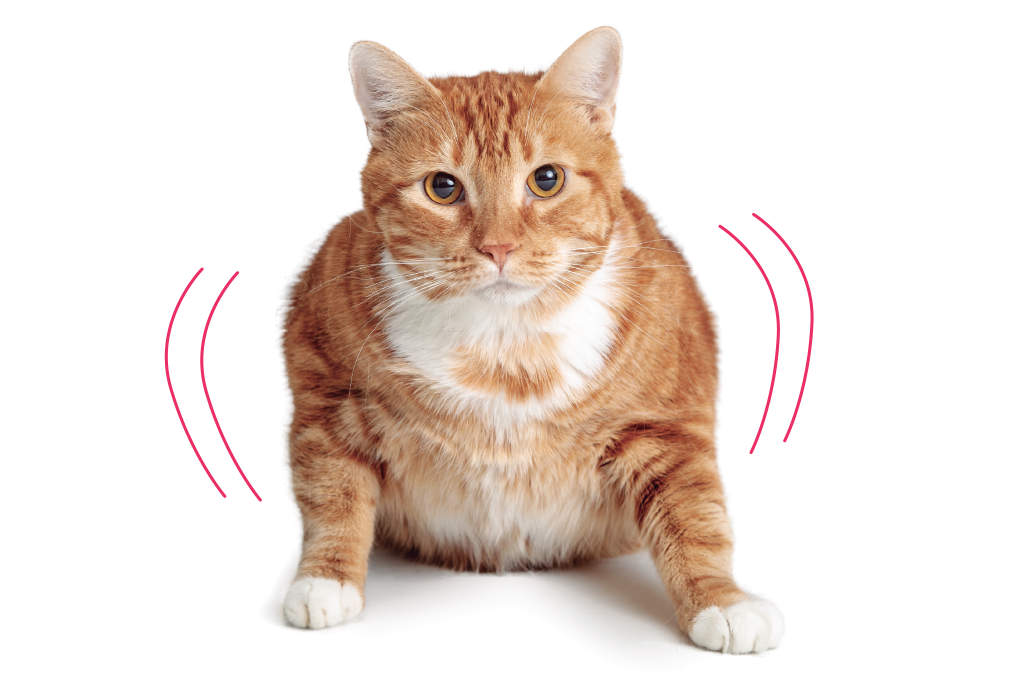 gato-obeso