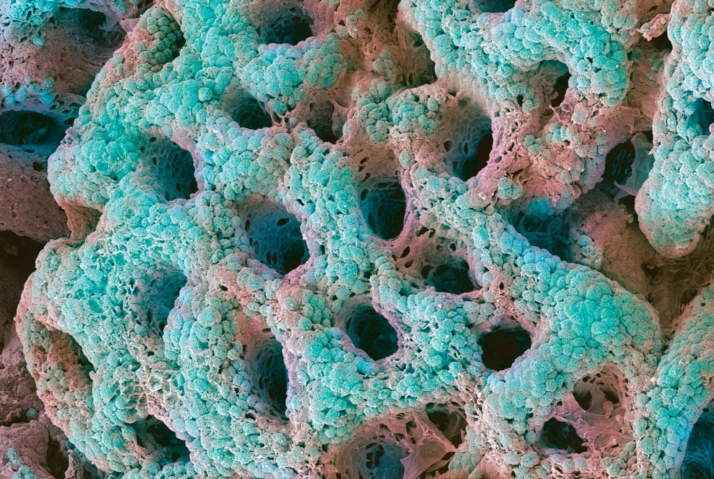 Um zoom no estômago: o órgão de uma maneira que você nunca viu