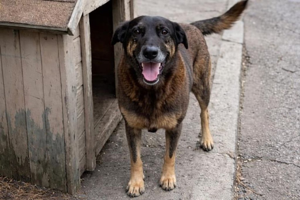 Cão Orelha: psicóloga explica o que leva alguém a maltratar animais