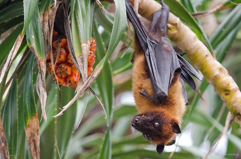 Vírus Nipah, da Índia, pode chegar ao Brasil? Especialistas e Ministério da Saúde respondem